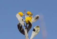 Acacia bivenosa