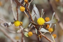 Acacia bivenosa