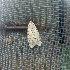 Alpenus