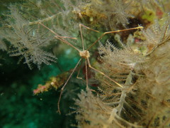 Chirostylus stellaris