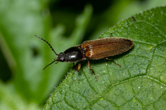 Hemicrepidius decoloratus