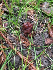 Gyromitra esculenta