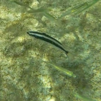 Caribbean Bluehead Wrasse