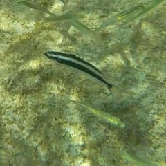 Caribbean Bluehead Wrasse