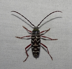 Megacyllene caryae