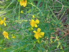 Hypericum kalmianum