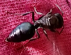Crematogaster peringueyi