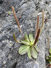 Plantago subnuda