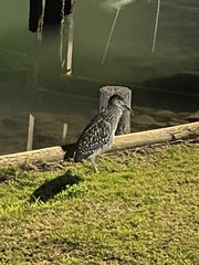 Nycticorax caledonicus
