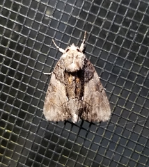 Chytonix palliatricula