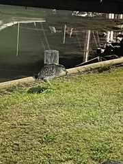 Nycticorax caledonicus