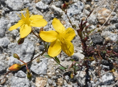Hypericum linariifolium