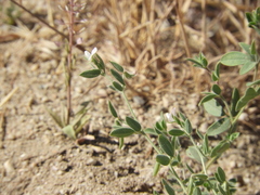 Acmispon americanus americanus