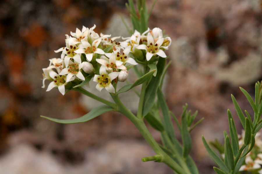 Bastard Toadflax Comandra Umbellata Inaturalist Ca