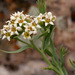 Comandraceae - Photo (c) Patrick Alexander, alguns direitos reservados (CC BY-NC-ND)