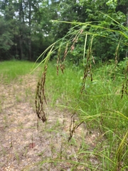 Agrostis hyemalis