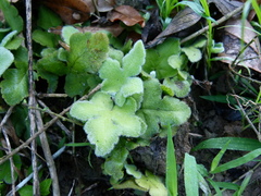 Hemionitis palmata
