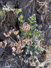 Lomatium parvifolium