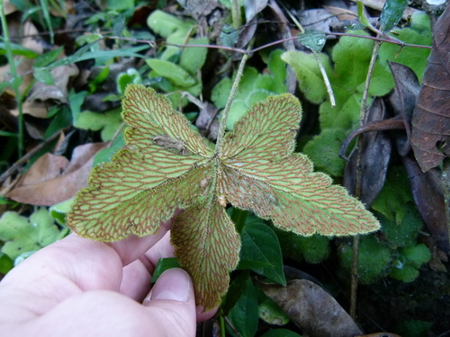 Image of Hemionitis palmata by (c) botanygirl, some rights reserved (CC BY)