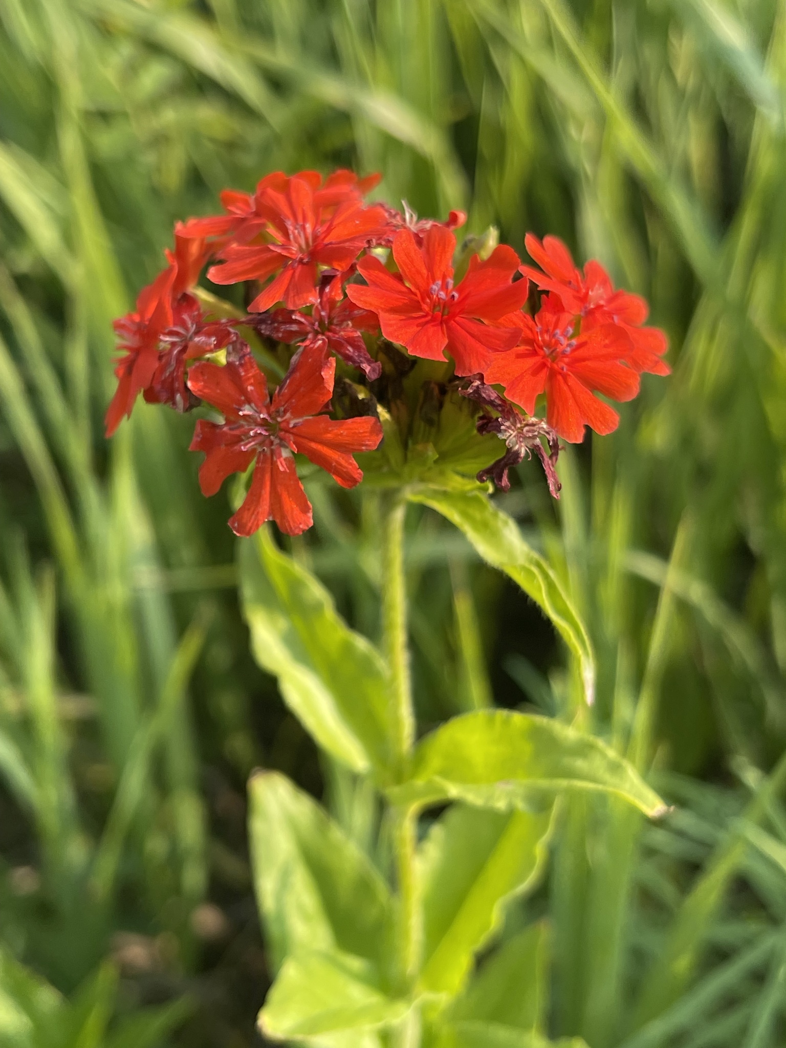 Silene chalcedonica