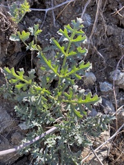 Lomatium parvifolium