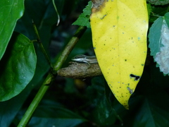 Anolis krugi