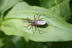 Sphedanolestes cingulatus