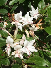 Rhododendron arborescens