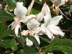 Rhododendron arborescens