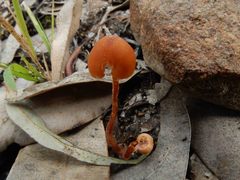 Laccaria lateritia