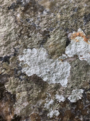 Pertusaria aspergilla