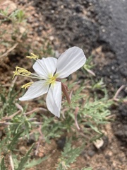 Oenothera engelmannii