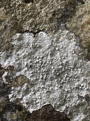 Pertusaria aspergilla