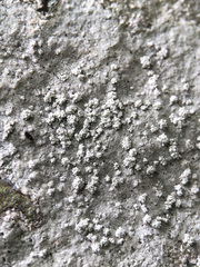 Pertusaria aspergilla