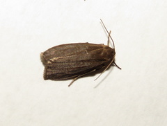 Crambidia uniformis