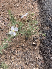 Oenothera engelmannii