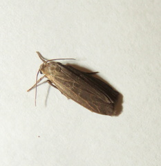 Crambidia uniformis
