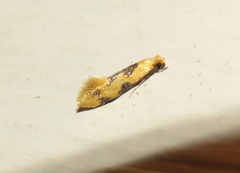 Hybroma servulella
