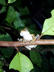 Polypedates cruciger