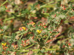 Acmispon heermannii heermannii