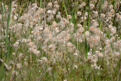 Eriophorum chamissonis