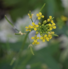 Erysimum cheiranthoides