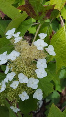 Hydrangea quercifolia