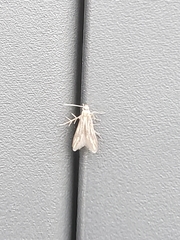 Schreckensteinioidea