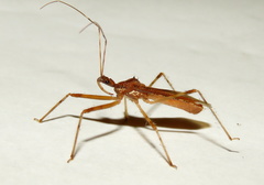 Rocconota annulicornis