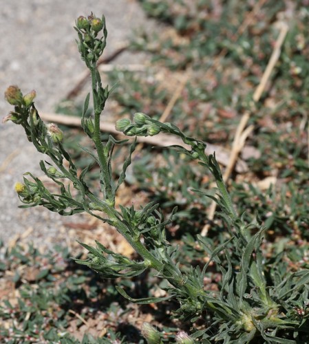 photo of Flax-leaved Horseweed (Erigeron bonariensis)