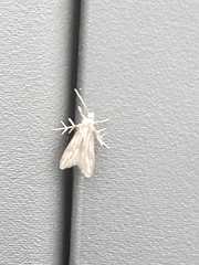 Schreckensteinioidea