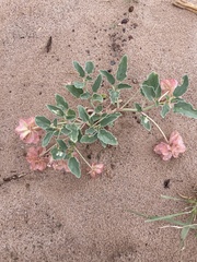 Rumex venosus