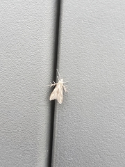 Schreckensteinioidea