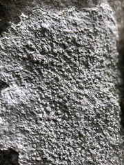 Pertusaria aspergilla